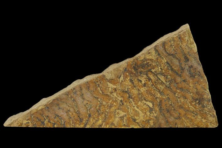 Pennsylvanian, Fossil Microbial Mat - Oklahoma #133135